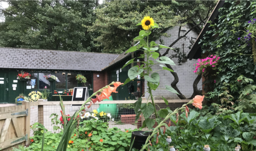 Sunflower at the City Farm