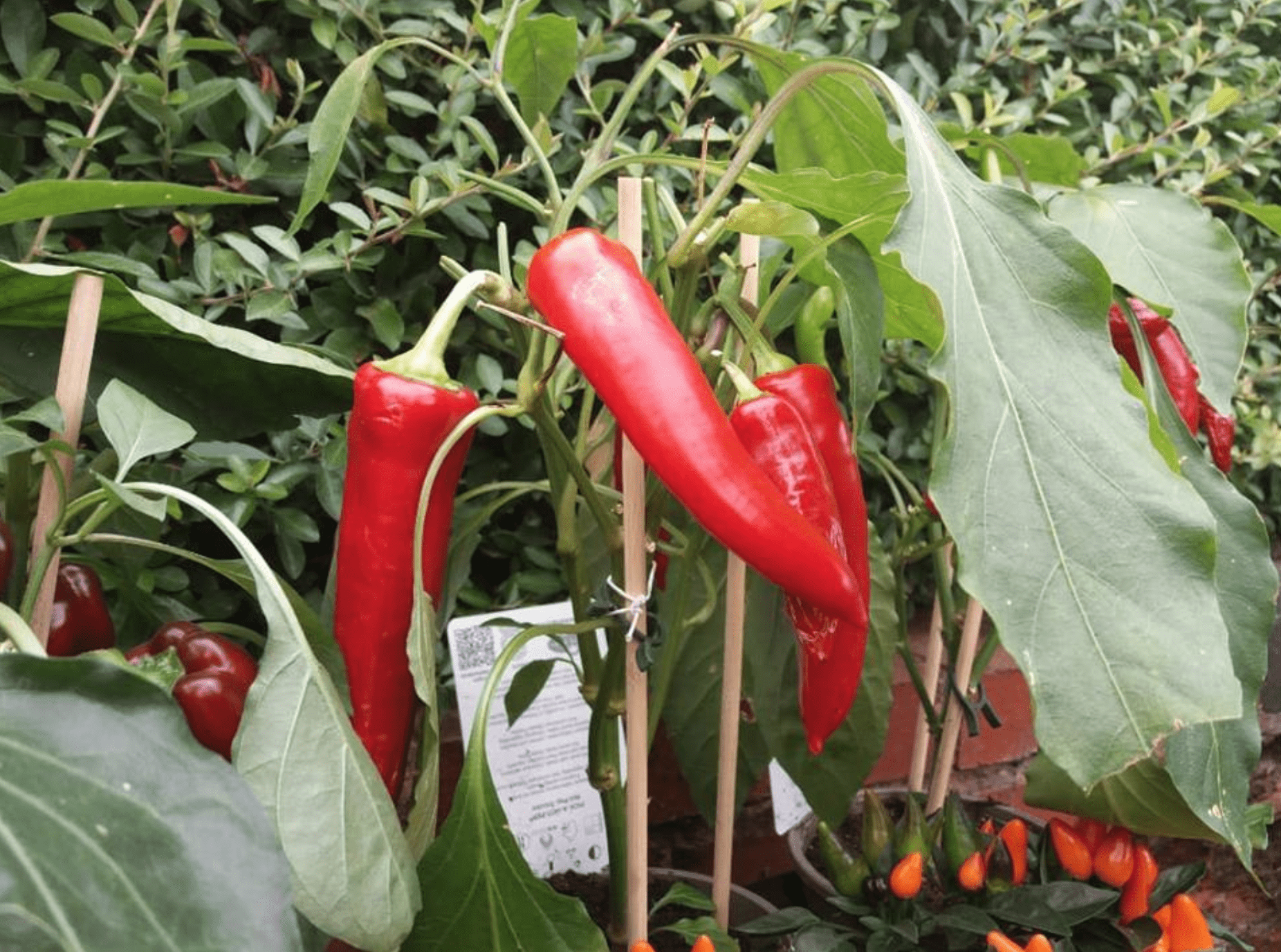 Chilli plant